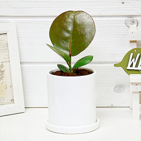 楽天市場 丸い葉 観葉植物 花 観葉植物 花 ガーデン Diy の通販