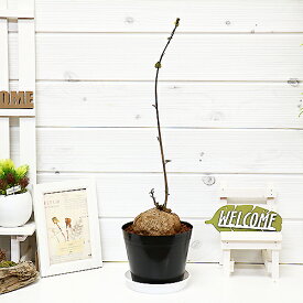 Vgloswj8i77c M
