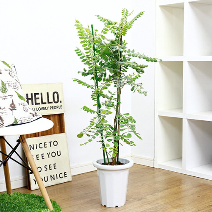 楽天市場 観葉植物 花芽付き サイカチ H100cm 7号鉢 現品 皀莢 莢 ガーデニング 庭木 鉢植え ベランダ 玄関先 目隠し シンボルツリー マメ科 4 21日撮影 観葉植物の専門店e Ran