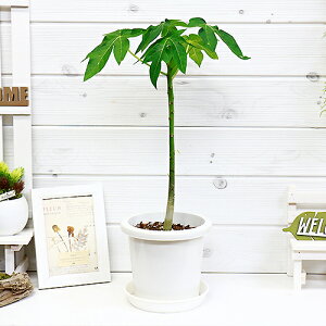 鉢植え 木 花の人気商品 通販 価格比較 価格 Com 鉢植え 木 花の人気商品 通販 価格比較 価格 Com