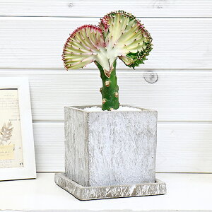観葉植物 マハラジャ ユーフォルビアの人気商品 通販 価格比較 価格 Com