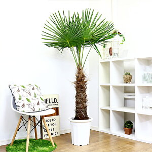観葉植物 シュロの人気商品 通販 価格比較 価格 Com 観葉植物 シュロの人気商品 通販 価格比較 価格 Com