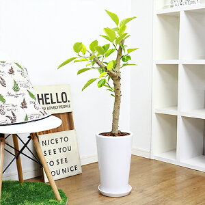 観葉植物 ゴムの木 フィカスの人気商品 通販 価格比較 価格 Com 観葉植物 ゴムの木 フィカスの人気商品 通販 価格比較 価格 Com