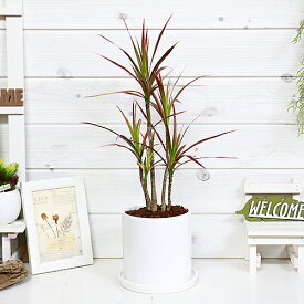 楽天市場 ドラセナ コンシンネ レインボーの通販