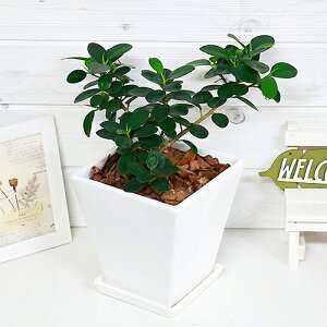 観葉植物 種の人気商品 通販 価格比較 価格 Com 観葉植物 種の人気商品 通販 価格比較 価格 Com