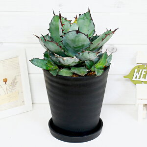 観葉植物 アガベ チタノタの人気商品 通販 価格比較 価格 Com 観葉植物 アガベ チタノタの人気商品 通販 価格比較 価格 Com