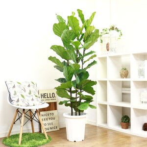 ゴムの木 茶色の人気商品 通販 価格比較 価格 Com ゴムの木 茶色の人気商品 通販 価格比較 価格 Com