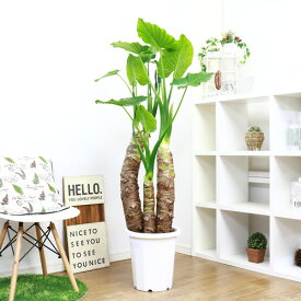 楽天市場 クワズイモ 花 ガーデン Diy の通販