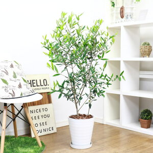 観葉植物 オリーブ オリーブの木 8号の人気商品 通販 価格比較 価格 Com 観葉植物 オリーブ オリーブの木 8号の人気商品 通販 価格比較 価格 Com