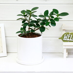 観葉植物 ガジュマル パンダガジュマルの人気商品 通販 価格比較 価格 Com