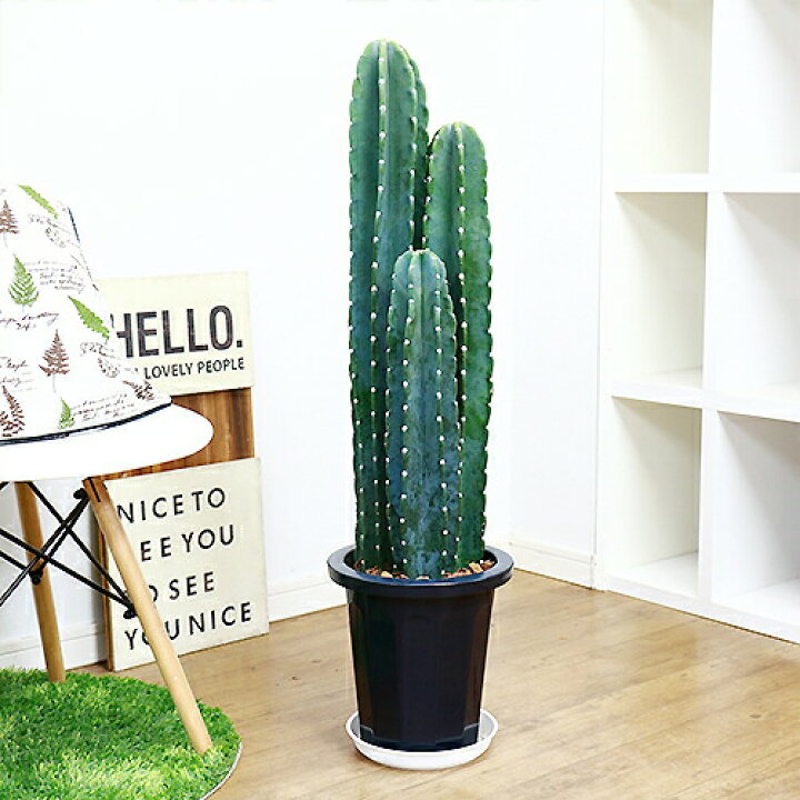 楽天市場】厳選産直 人気のトゲ無し 柱サボテン 3株仕立 8号鉢 多肉  