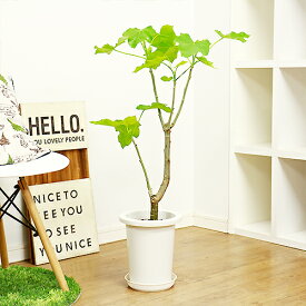 楽天市場 珍しい 観葉植物の通販 楽天市場 珍しい 観葉植物の通販