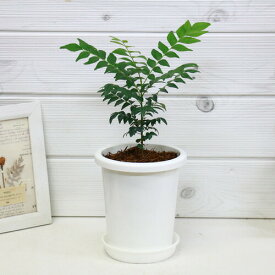 楽天市場 山椒 苗の通販