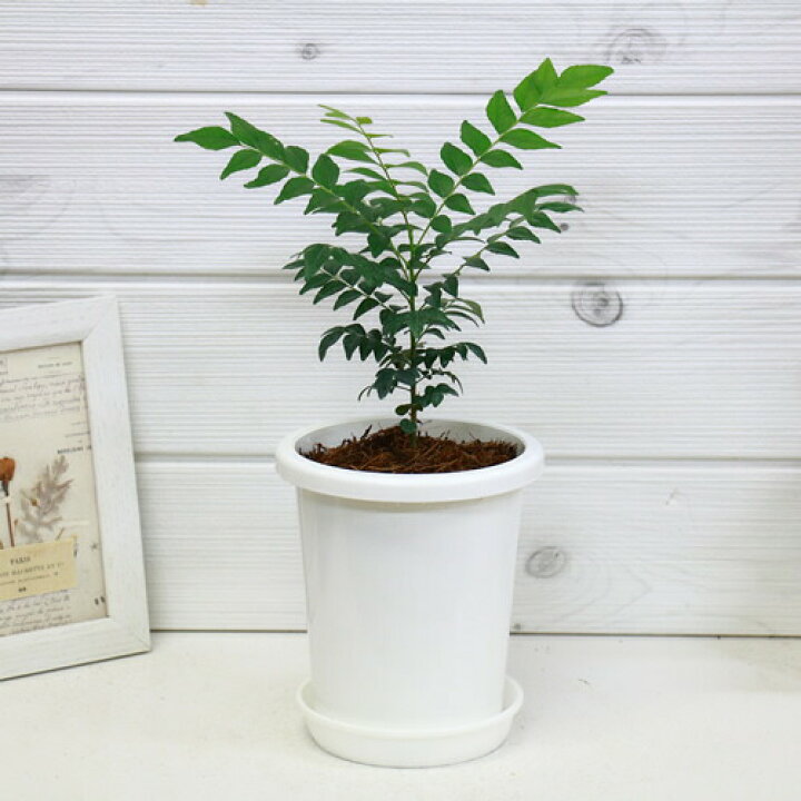 楽天市場 厳選品 カレーの木 オオバゲッキツ H30cm前後 4号鉢 苗 観葉植物 ハーブ 希少 大葉月橘 南洋山椒 カラピンチャ 香辛料 カレーリーフ 耐寒性 学名 Murraya Koenigii 写真の様な厳選品をお届け 観葉植物の専門店e Ran