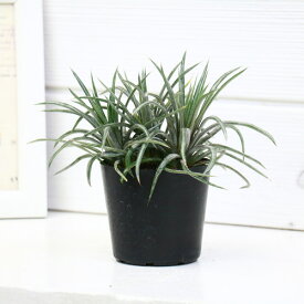 楽天市場 乾燥に強い植物の通販