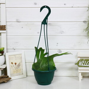 コウモリラン 花の人気商品 通販 価格比較 価格 Com