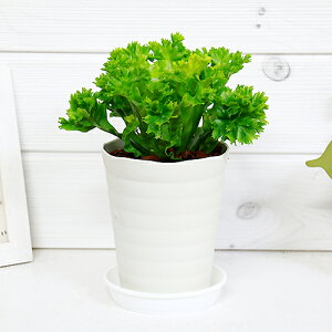 アスプレニウム 観葉植物 農業資材 ガーデニング用品の人気商品 通販 価格比較 価格 Com アスプレニウム 観葉植物 農業資材 ガーデニング用品の人気商品 通販 価格比較 価格 Com