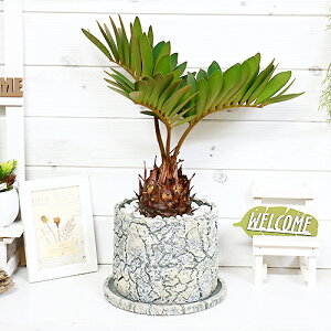 観葉植物 ザミアの人気商品 通販 価格比較 価格 Com