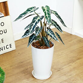 ボリューム満点 アロカシア バンビーノ 7号鉢仕立 観葉植物 バンビーノはアロカシア アマゾニカをコンパクトにした可愛らしい姿をしています。【写真の様な商品お届け】