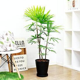 楽天市場 棕櫚竹 シュロチク 観葉植物 花 観葉植物 花 ガーデン Diyの通販