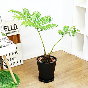 観葉植物 リュウ ビン 観葉植物の人気商品 通販 価格比較 価格 Com 観葉植物 リュウ ビン 観葉植物の人気商品 通販 価格比較 価格 Com