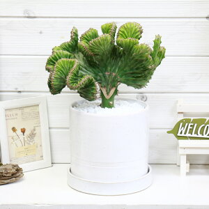 観葉植物 マハラジャ ユーフォルビアの人気商品 通販 価格比較 価格 Com