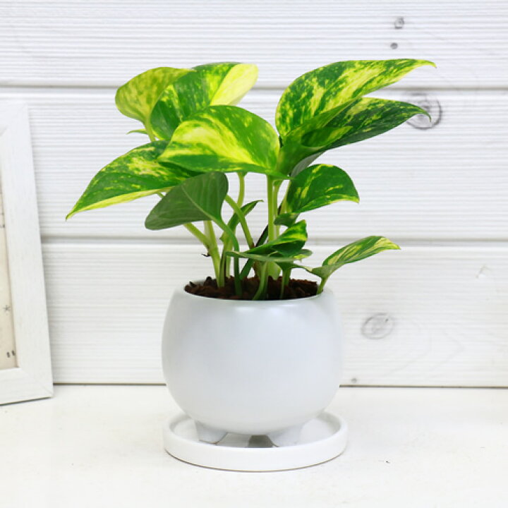 楽天市場 観葉植物 ゴールデンポトス 陶器鉢ツル性植物 エピプレムナム 部屋 インテリア耐寒性 学名epipremnum Aureum 英名golden Pothos 観葉植物の専門店e Ran