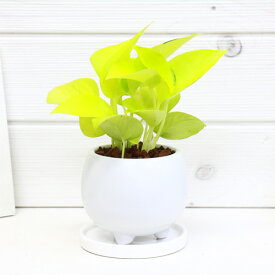 楽天市場 ライム ポトス 花 観葉植物 花 ガーデン Diy の通販 楽天市場 ライム ポトス 花 観葉植物 花 ガーデン Diy の通販
