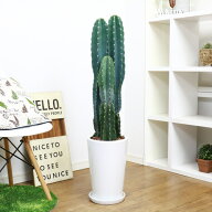 厳選品 人気のトゲ無し柱サボテン陶器鉢仕立 鬼面角 ヌーダム 観葉植物【限定数販売品】大型 トゲなし さ…