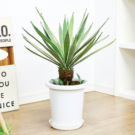 楽天市場 アガベ 種類 植物 サボテン 観葉植物 花 観葉植物 花 ガーデン Diyの通販