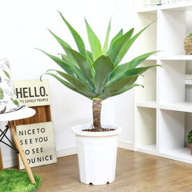 楽天市場 アガベ 種類 植物 サボテン 花 観葉植物 花 ガーデン Diy の通販