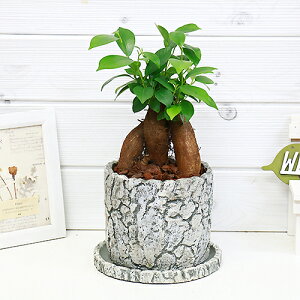 観葉植物 Diy 棚の人気商品 通販 価格比較 価格 Com 観葉植物 Diy 棚の人気商品 通販 価格比較 価格 Com