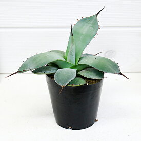 楽天市場 観葉植物 種類 植物 アロエ 花 観葉植物 花 ガーデン Diy の通販 楽天市場 観葉植物 種類 植物 アロエ 花 観葉植物 花 ガーデン Diy の通販