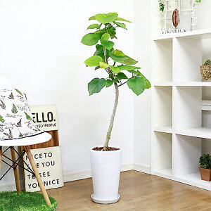 フィカス ウンベラータ 花 Diy 工具の人気商品 通販 価格比較 価格 Com
