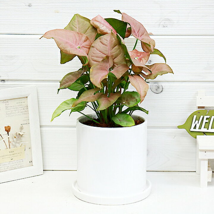 楽天市場 シンゴニューム ピンクバタフライ陶器鉢仕立 H33cm 観葉植物 シンゴニウム シンゴニュウム 写真の様な商品お届け 観葉植物の専門店e Ran