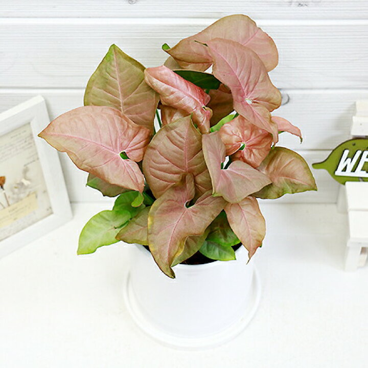 楽天市場 シンゴニューム ピンクバタフライ陶器鉢仕立 H33cm 観葉植物 シンゴニウム シンゴニュウム 写真の様な商品お届け 観葉植物の専門店e Ran