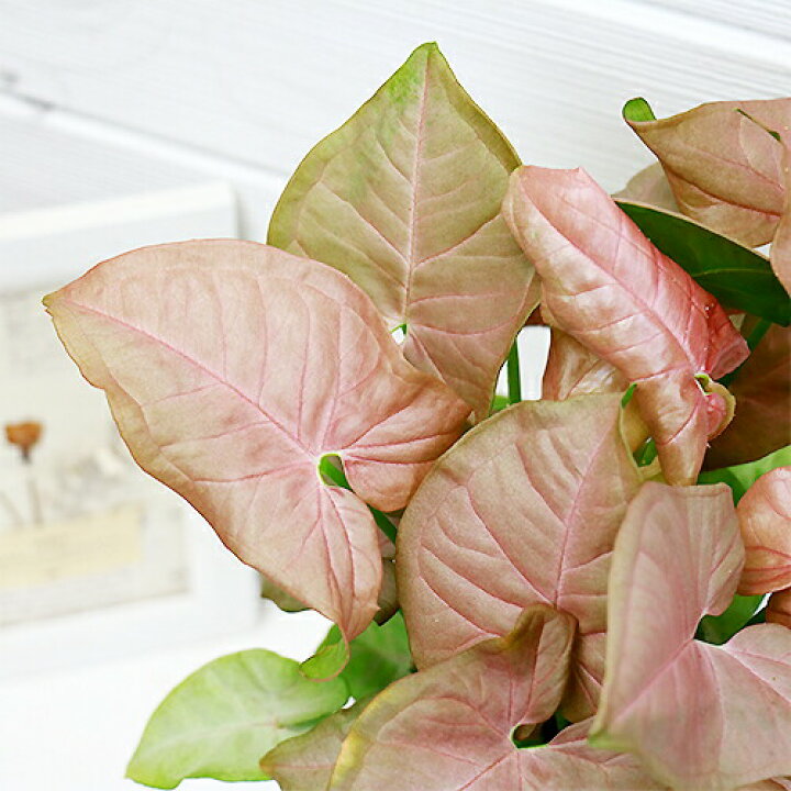 楽天市場 シンゴニューム ピンクバタフライ陶器鉢仕 観葉植物 シンゴニウム シンゴニュウム テーブルグリーン 写真の様な商品お届け 観葉植物の専門店e Ran