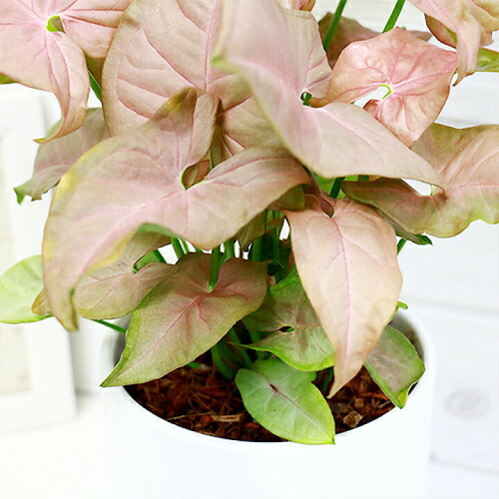 楽天市場 シンゴニューム ピンクバタフライ陶器鉢仕立 H33cm 観葉植物 シンゴニウム シンゴニュウム 写真の様な商品お届け 観葉植物の専門店e Ran