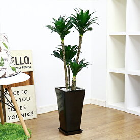 楽天市場 ドラセナ コンパクタ 花言葉 花 ガーデン Diy の通販 楽天市場 ドラセナ コンパクタ 花言葉 花 ガーデン Diy の通販