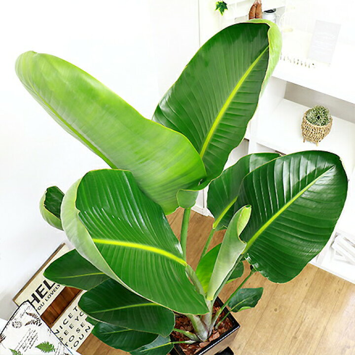 円 500円引きクーポン 開店祝い 縁起物 観葉植物 ストレリチア オーガスタ 10号 約 円 500円引きクーポン 開店祝い 縁起物 観葉植物 ストレリチア オーガスタ 10号 約