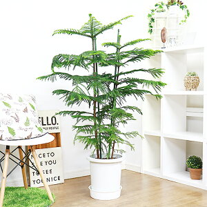 クリスマス ツリー 室内 観葉植物の人気商品 通販 価格比較 価格 Com