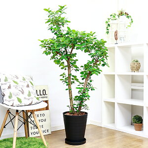 観葉植物 パンダガジュマルの人気商品 通販 価格比較 価格 Com