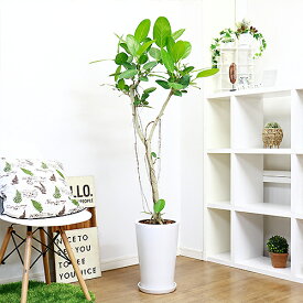 楽天市場 観葉植物 種類 植物 ゴムの木 高さ 植物 131cm 花 観葉植物 花 ガーデン Diy の通販