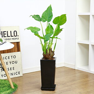 観葉植物 クワズイモ 観葉植物の人気商品 通販 価格比較 価格 Com