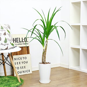 ドラセナ 種 観葉植物の人気商品 通販 価格比較 価格 Com
