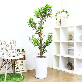 楽天市場 ガジュマル 高さ 植物 131cm 観葉植物 花 観葉植物 花 ガーデン Diyの通販