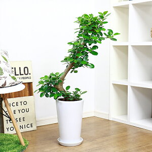 観葉植物 パンダガジュマルの人気商品 通販 価格比較 価格 Com