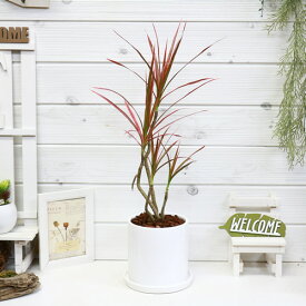 楽天市場 ドラセナ コンシンネ レインボーの通販 楽天市場 ドラセナ コンシンネ レインボーの通販