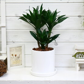 楽天市場 トイレ 種類 植物 ドラセナ 幸福の木 花 観葉植物 花 ガーデン Diy の通販