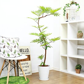 楽天市場 エバーフレッシュ 花 観葉植物 花 ガーデン Diy の通販
